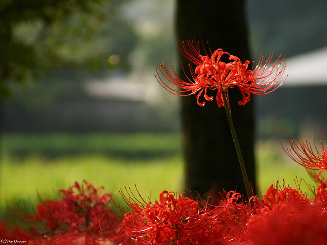 曼珠華沙的花語(yǔ)是什么？