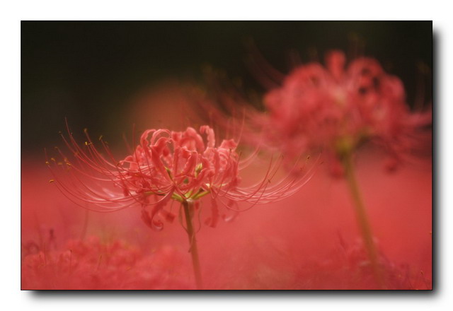 曼珠華沙的花語(yǔ)是什么？